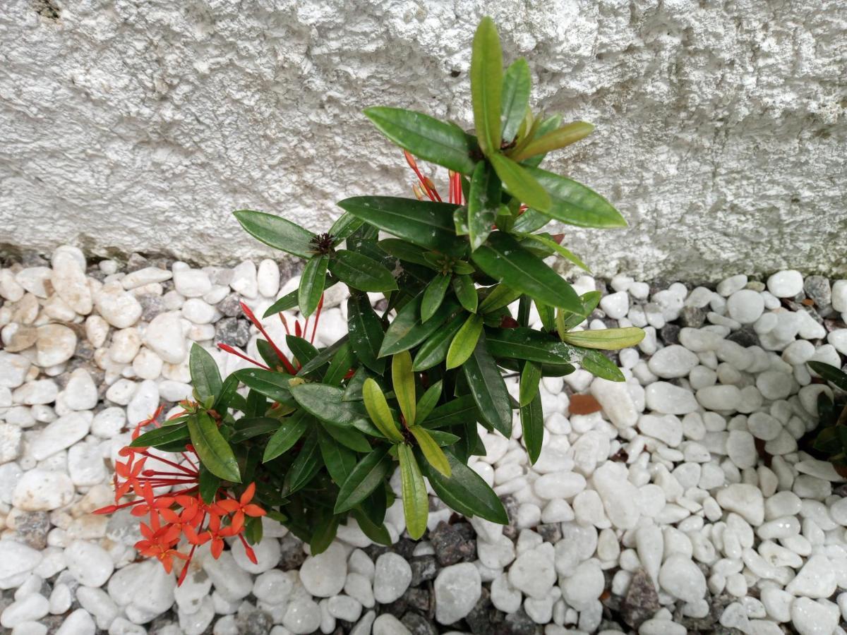 Flat Yellow Pipa Praia de Pipa 外观 照片